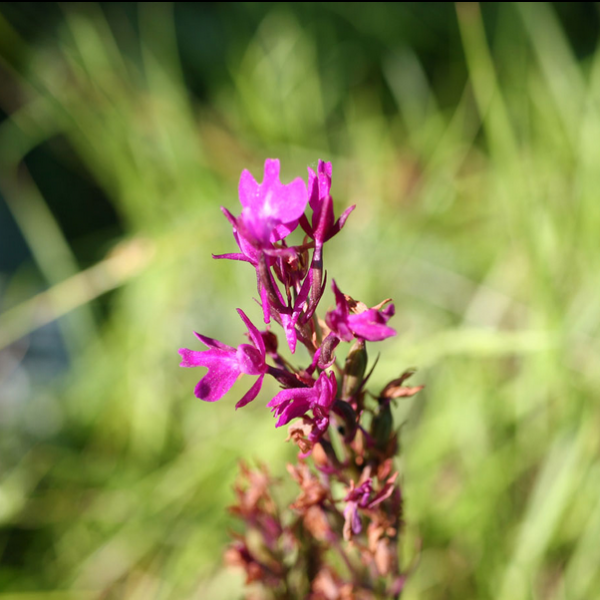 Z Z- Hybride Anacamptis palustris X Anacamptis pyramidalis